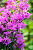 Bougainvilliers