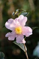 Camellia Londontowne Blush