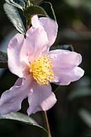 Camellia Londontowne Blush