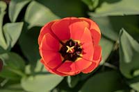 Tulipa Worlds Favorite
