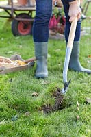 Planter des bulbes de Crocus dans la pelouse