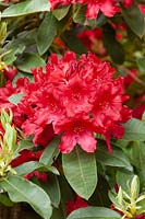 Rhododendron Spitfire