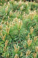Pinus Minima