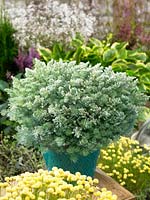 Artemisia schmidtiana Nana en pot