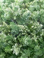 Artemisia schmidtiana Nana