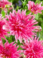 Dahlia Cactus Light Music