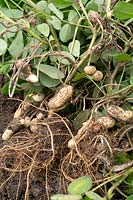 Arachis hypogaea