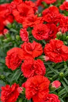 Dianthus Divine Real Red