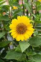 Helianthus Suncatcher Or pur