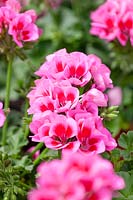 Pelargonium Marcada ® Rose Violet