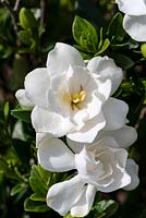 Gardenia jasminoides Jubilation