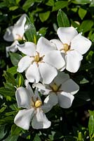 Gardenia jasminoides chérie