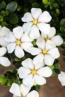 Gardenia jasminoides Gemme blanche