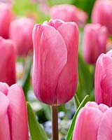 Forteresse de Tulipa