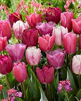 Mélange Tulipa