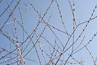 Salix purpurea 'Nancy Saunders', mars.