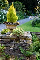 Conifère vert lime dans une urne en pierre affichée sur un mur de briques rustique, aux côtés de fougères et de géraniums auto-ensemencés.