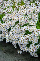 Chrysanthemum 'L' Innocence ', novembre