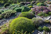 Un jardin de rocailles avec des alpins, avril, Allemagne