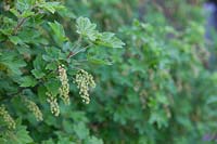Ribes rubrum 'Macherauchs Späte Riesentraube' - buisson de groseille