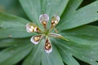 Eranthis hyemalis - aconite d'hiver, gros plan de têtes de semences