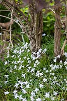 Ipheion uniflorum 'Wisley Blue' avec des fleurs blanches plantées sous Sambucus nigra 'Black Beauty' - aîné