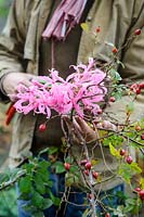 Coupe homme tiges de fleur de nerine et branches de cynorrhodons pour l'art floral
