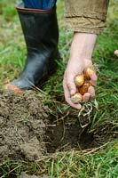 Planter une poignée de narcisses 'Minnow' - bulbes de jonquilles naines dans le sol