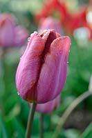 Tulipa 'Malaika' - tulipe