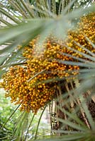 Fruits de Phoenix canariensis - Palmier dattier des Canaries
