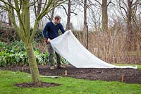 Couvrir un lit de semences dans un jardin végétal avec de la toison horticole pour réchauffer la terre avant de semer au début du printemps.