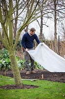 Couvrir un lit de semences dans un jardin végétal avec de la toison horticole pour réchauffer la terre avant de semer au début du printemps.