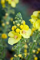 Verbascum 'Gainsborough'