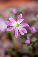 Hepatica insularis - hybride