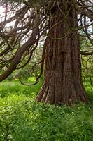 Écorce de Sequoiadendron giganteum - arbre Wellingtonia, Herefordshire.