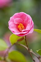 Camellia x williamsii 'Donation', fleurs semi-doubles