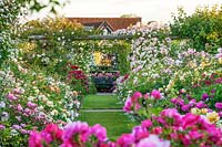 Rosa - roses en été dans des parterres doubles de chaque côté d'un chemin d'herbe et grimpant sur des pergolas