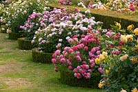 Rosa - David Austin roses, rosiers arbustifs cultivés aux côtés de Taxus baccata écrêtés - if if hedgeplus Buxus - bordure de boîte