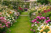 Chemin d'herbe avec parterre de David Austin roses arbustives de chaque côté avec pergola couverte de rosiers grimpants au-delà