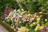 Parterre de fleurs rempli de roses arbustives David Austin