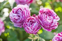 Rosa 'Ferdinand Pichard' - hybride rose perpétuel, rose rayé et fleurs cramoisies