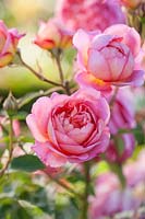 Rosa Boscobel - R. 'Auscousin' - David Austin English rose