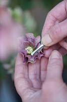 Personne utilisant une pince à épiler pour extraire le pollen de l'hellébore tacheté de violet.