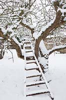 Une vieille échelle de verger se penche dans un pommier couvert de neige noueux dans le verger.