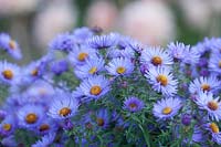 Symphyotrichum oblongifolium 'Ciel d'octobre'