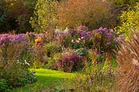 Un parterre d'asters à Norwell Nurseries, Nottinghamshire.