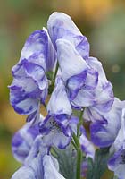 Aconitum carmichaelii Arendsii Group 'Nuageux '.