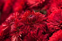 Chrysanthème 'Ruby Mound' - chrysanthèmes rustiques