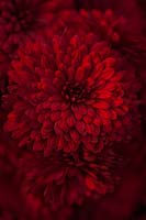 Monticule de chrysanthème 'Ruby'