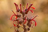 Lobelia tupa